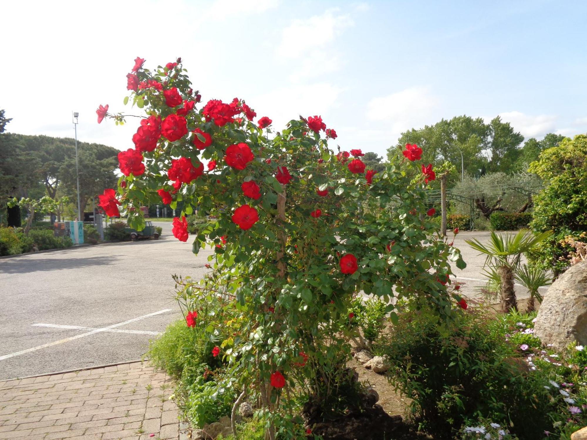 קיוזי Hotel Rosati מראה חיצוני תמונה
