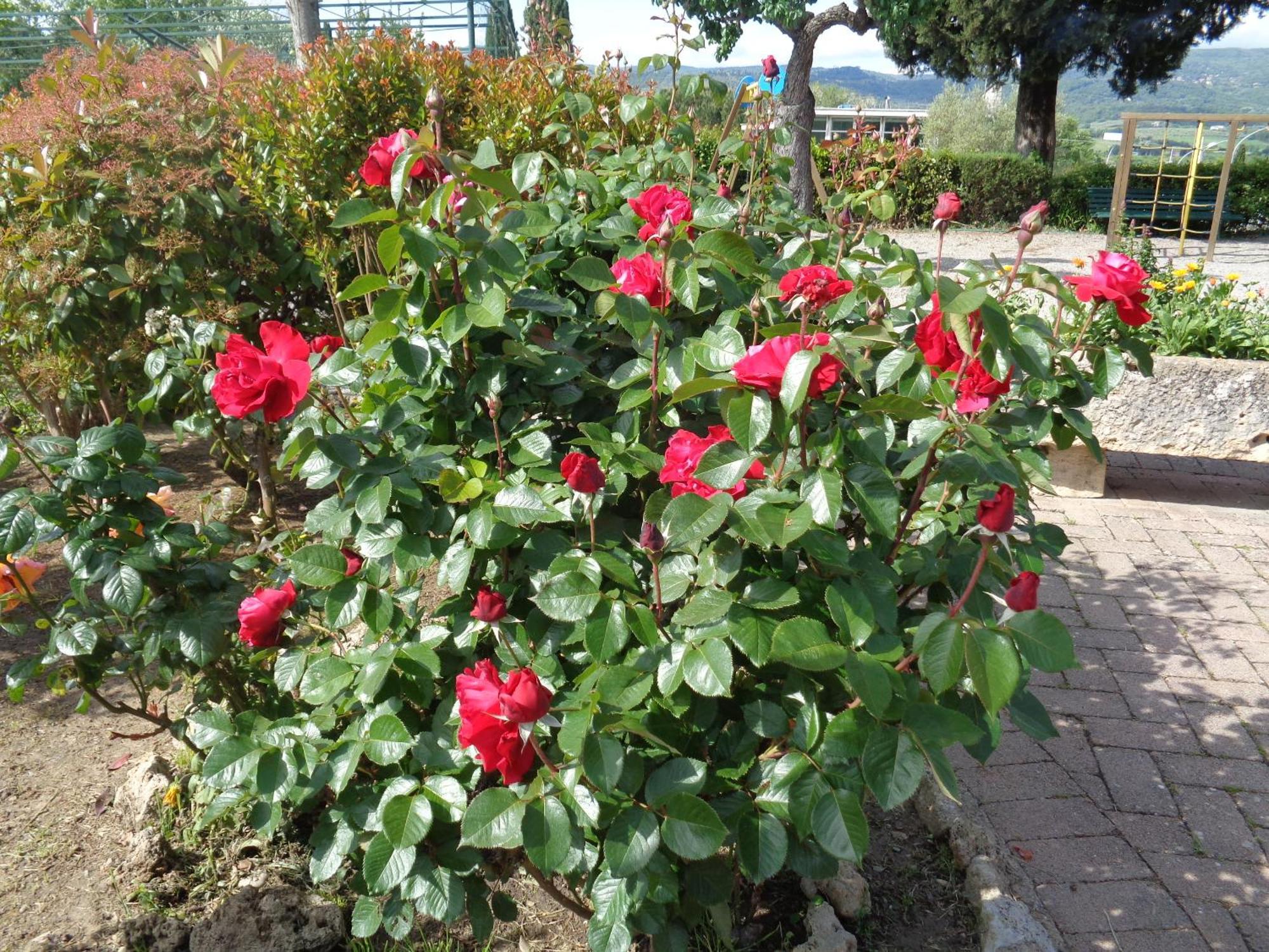 קיוזי Hotel Rosati מראה חיצוני תמונה
